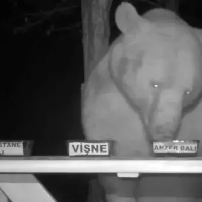 BeeKeeper Bear Honey