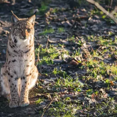 A beekeeper managed to film a dozen animal species over three years using a hidden camera