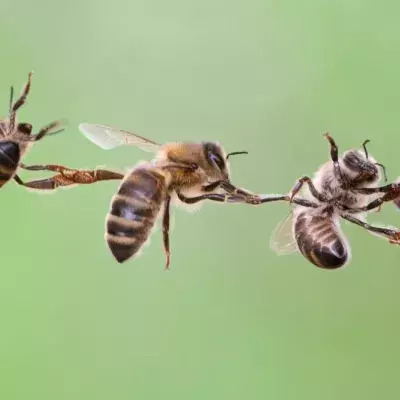 Bees show incredible teamwork in an effort to reclaim their honey