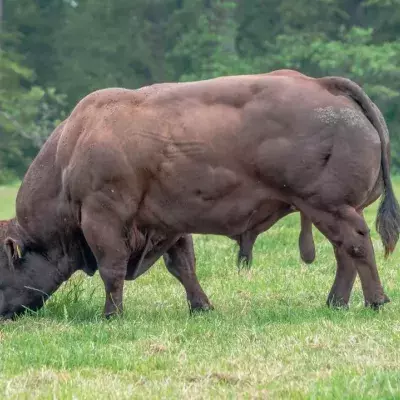 The Belgian Blue: The most muscular bull in the world