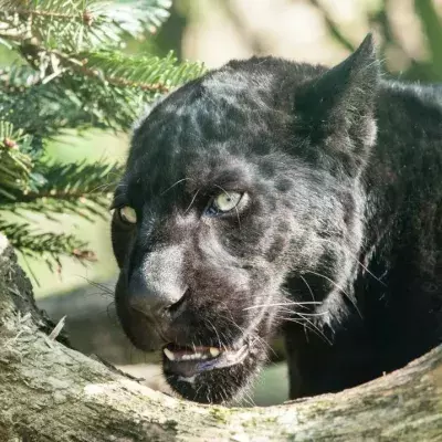 Big cat