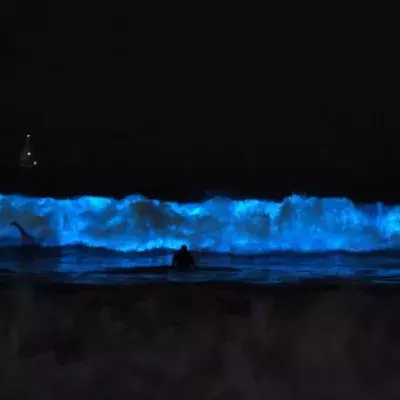 Bioluminescent Waves