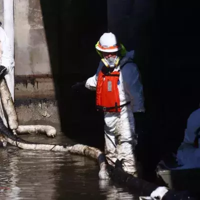 Bird and sea life could be endangered for years by California oil spill