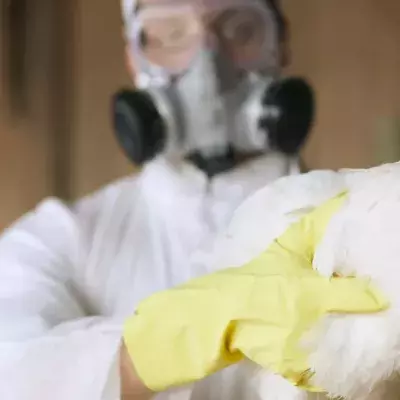 Bird flu: UK reports astronomical levels of avian flu