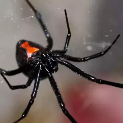Black widow spider