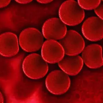 Blood