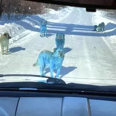 Blue Dogs