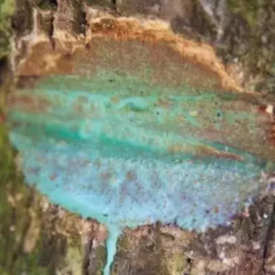 Blue Green metallic sap