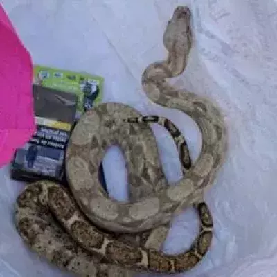 Boa Constrictor