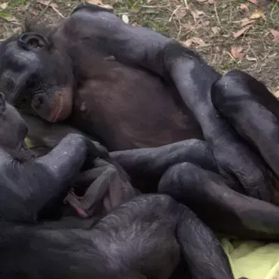 bonobos