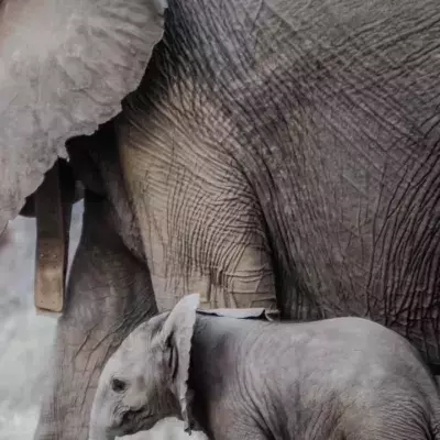 Boy discovers mastodon tooth while hiking that dates back to 12,000 years