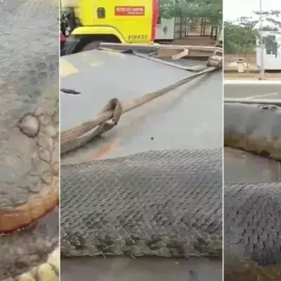 Brazilian residents were shocked to discover this 7m long anaconda (VIDEO)