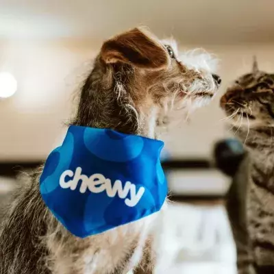 British COVID variant found to be dangerous to cats & dogs