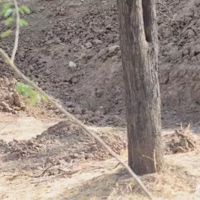 Can you spot the leopard in the photo?