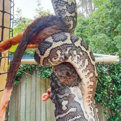Carpet Python enjoys a possum