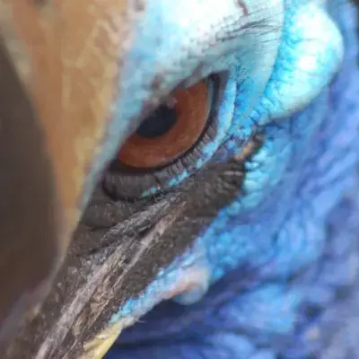 Cassowary
