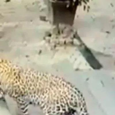 Check Out This Amazing Video Of A Dog's Miraculous Escape From A Hungry Leopard