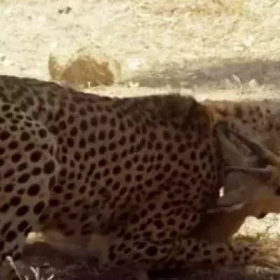 A cheetah's hunting was interrupted by a hyena!