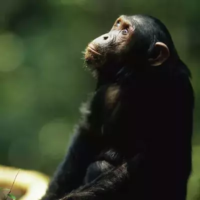 Chimp