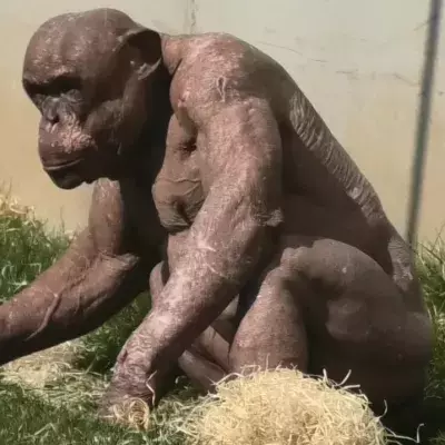 Chimpanzee Alopecia