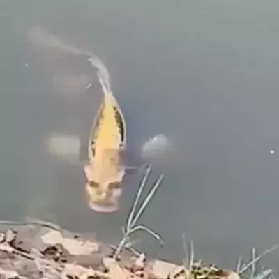 This Chinese fish with a ‘human face’ has been terrifying web users (VIDEO)