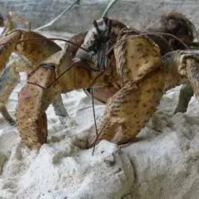 Coconut crab