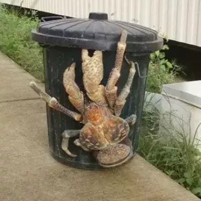 Coconut Crab