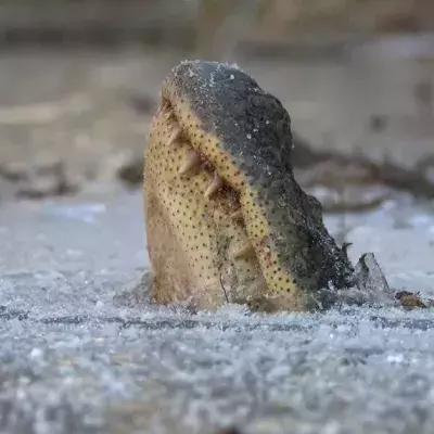 cold alligator