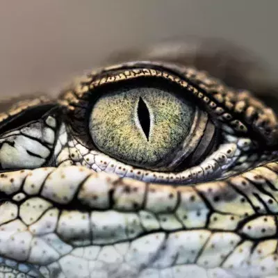 Crocodile eye