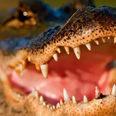 Crocodile with its maw open