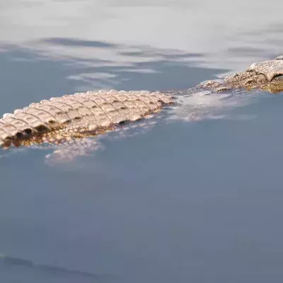 Crocodile