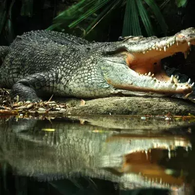 Crocodile