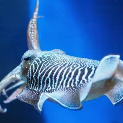 Cuttlefish can exhibit human-like delayed gratification, science finds 