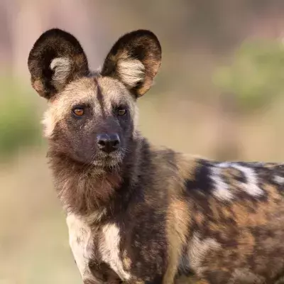 Default image