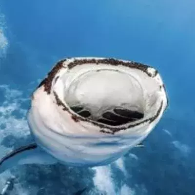 Default image