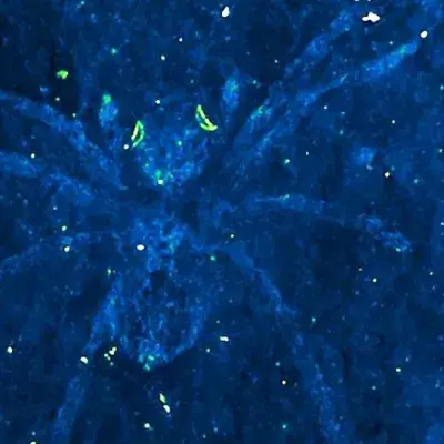 Default image