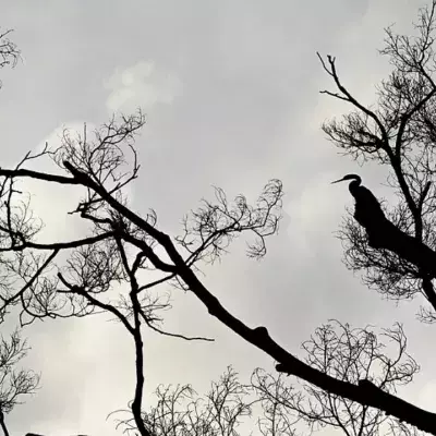 Default image