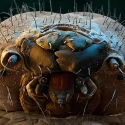 Demodex
