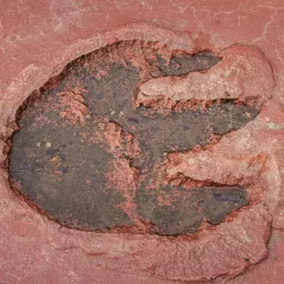 Dino Footprint