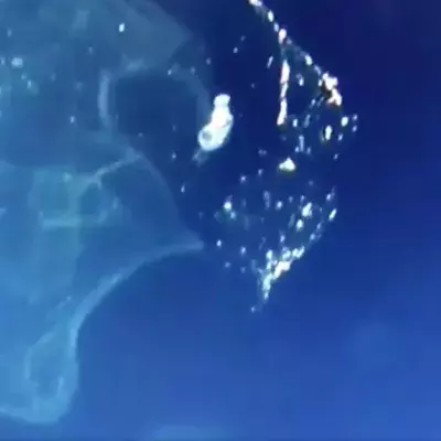 Divers Managed To Film An Animal So Tiny That It Is Almost Impossible To See In The Pacific Ocean