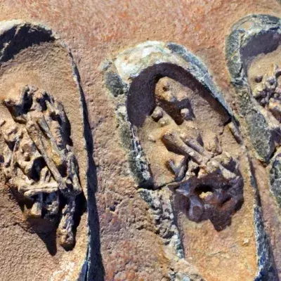 DNA found in 75-million-year-old dinosaur fossil shows that organic material can survive for a long time