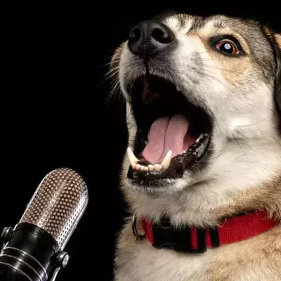 Dog