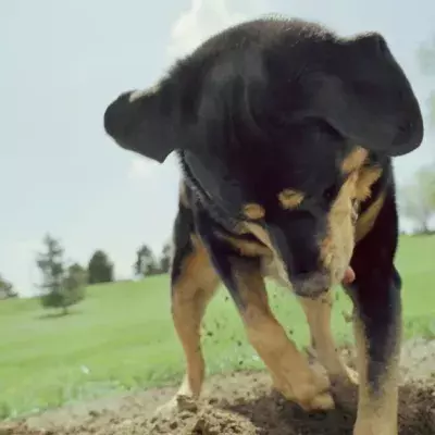 Dog