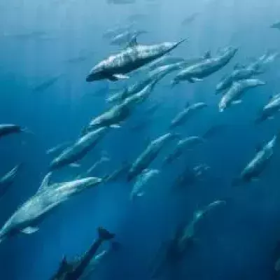 Dolphins