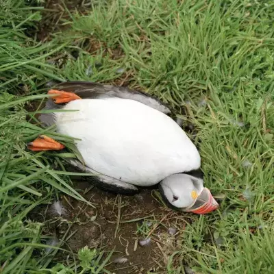 Dozens of dead and sick birds wash up on remote UK island