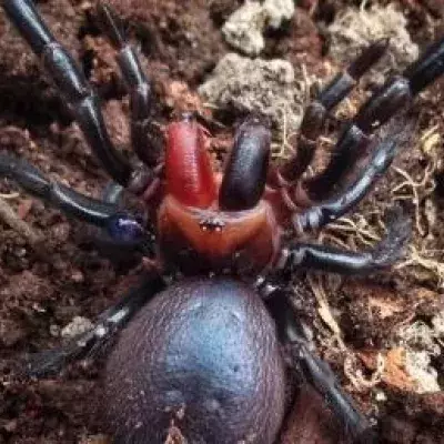 Dracula spider