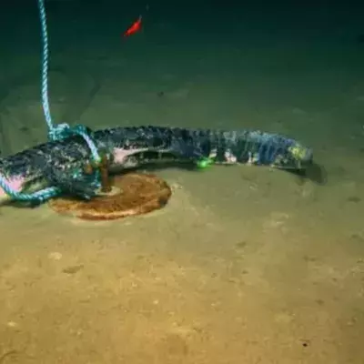 By Dropping Alligators Into the Sea, Scientists Have Made an Incredible Discovery