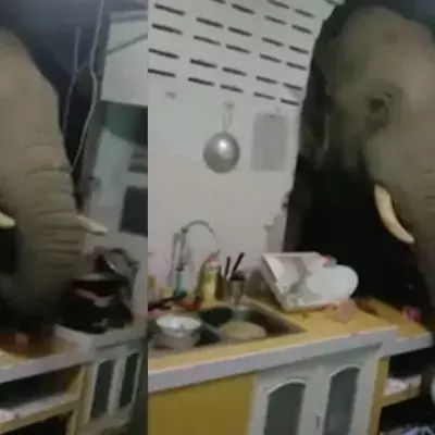 Elephant break in 