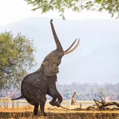 elephant