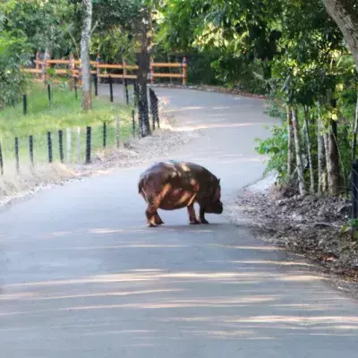 Escapee's from Pablo Escobar's cocaine funded zoo could be helping Columbia's natural ecosystems